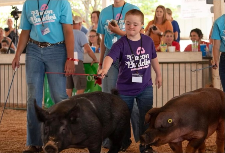 student leading pigs