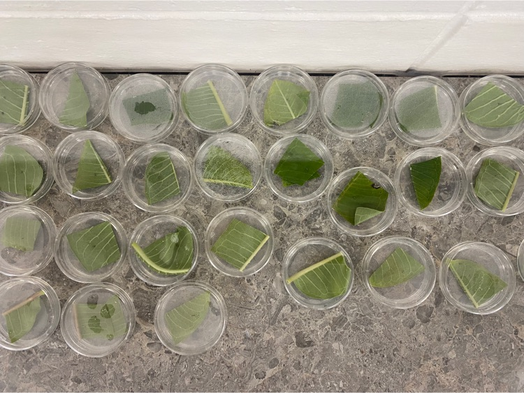 Our caterpillars have hatched from there eggs