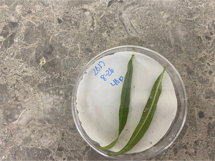 Caterpillar eggs were delivered yesterday!! Kids are so excited !