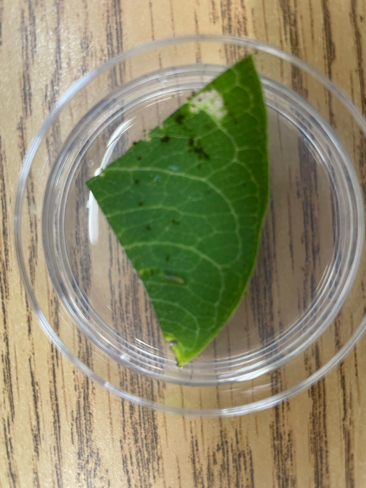 tiny monarch caterpillar