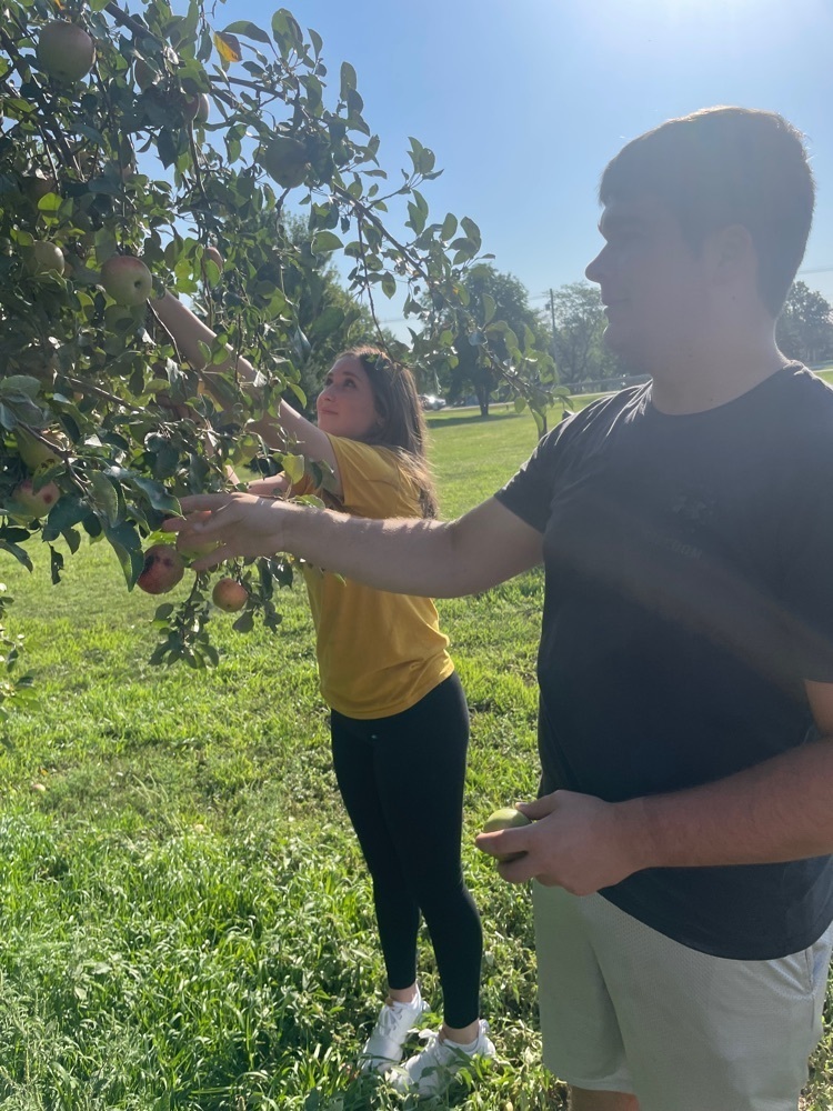 picking apples