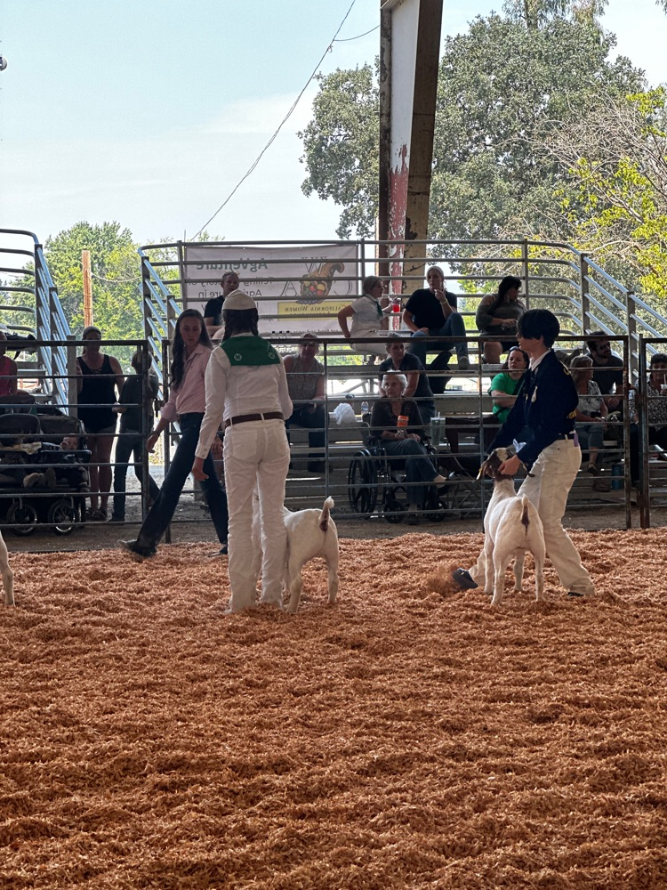 Pigs:  Mazzi got 5th place novice showmanship  Goats: Shay got 3rd novice showmanship and 5th advanced showmanship   Turkeys:  Deasare-1st novice showmanship and 2nd advanced showmanship  Allyson-3rd novice showmanship 