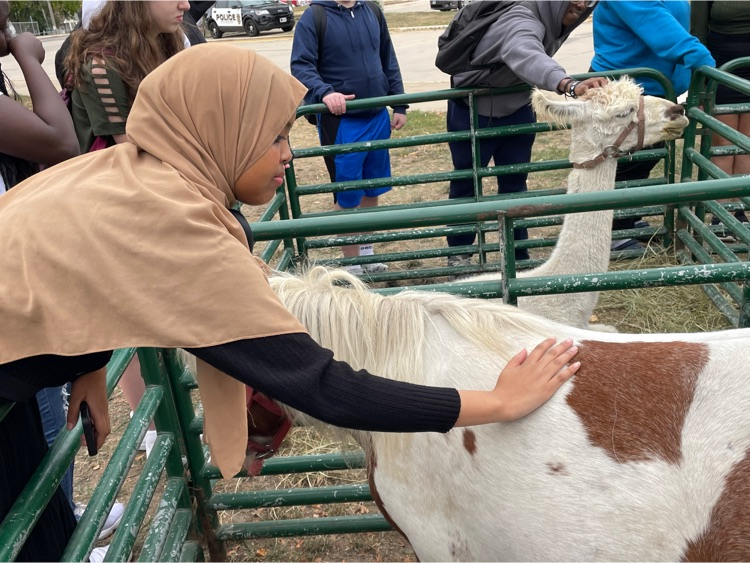 Girl petting animals