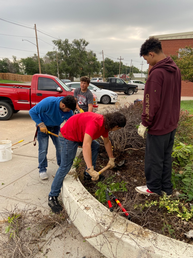 removing dead bushes