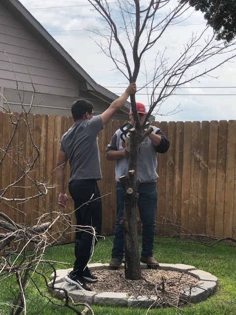 tree trimming