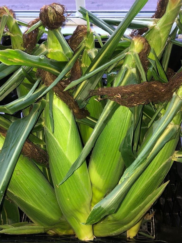 photo of ears of corn