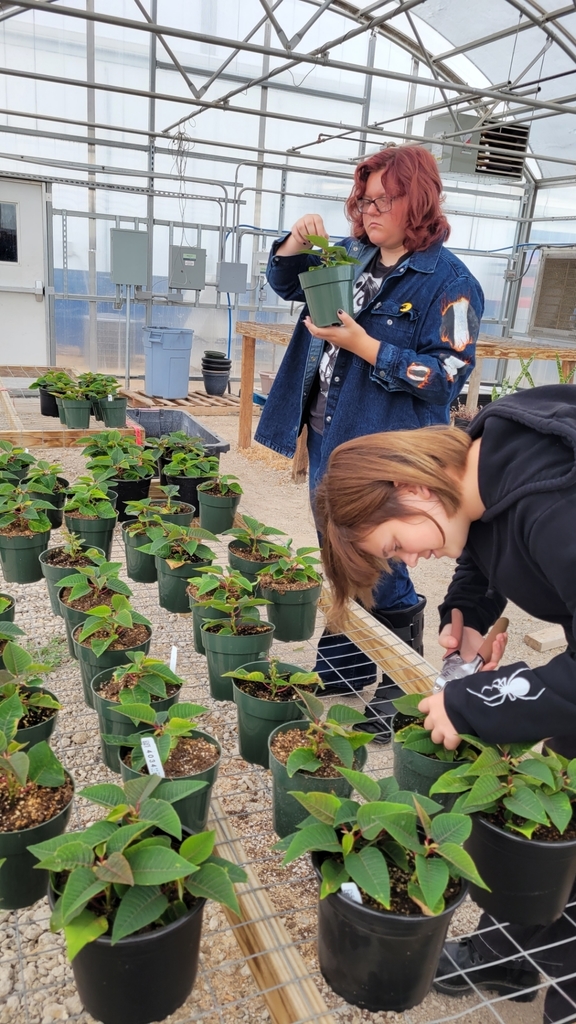Soft Pinching Poinsettias