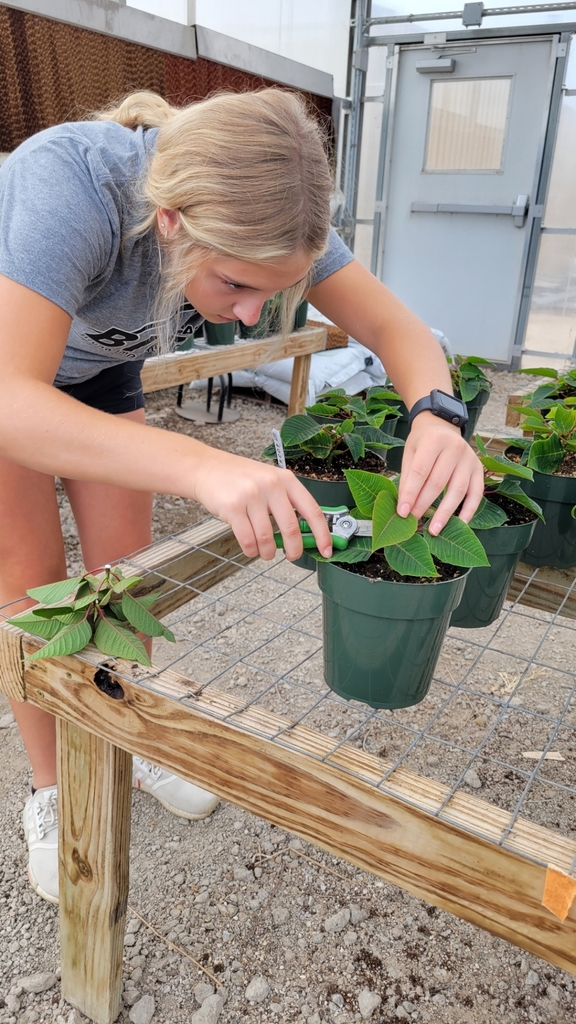 Hard Pinching Poinsettias