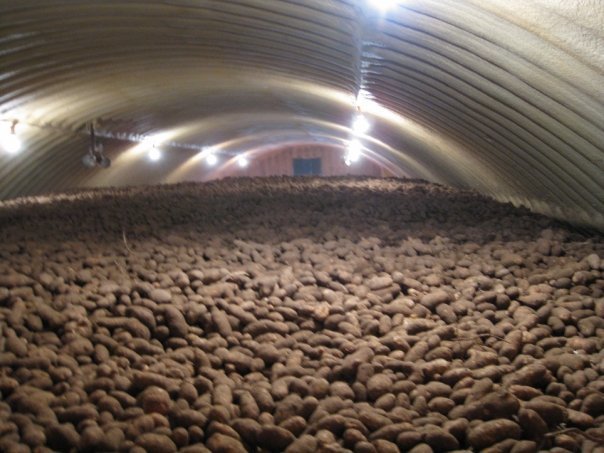 spuds