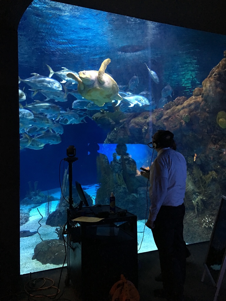 Harold the loggerhead sea turtle at the Henry Doorly Zoo in coral reef setting.