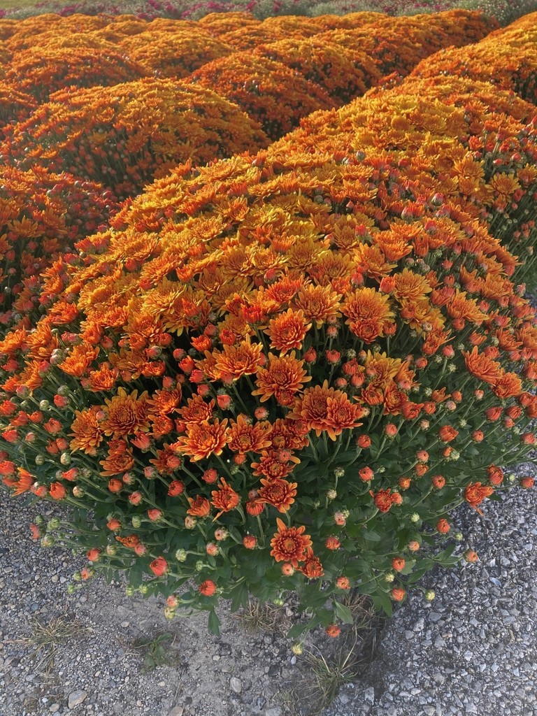 Mum sale
