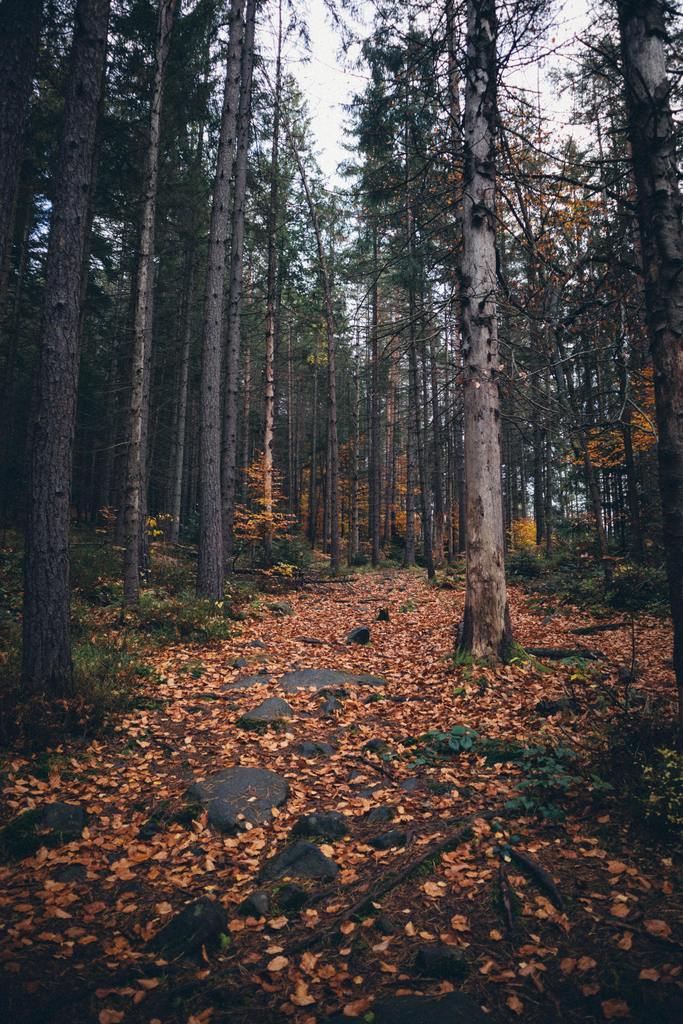Fall Nature Hike