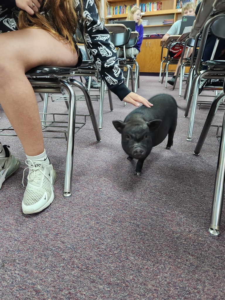 Visiting pig greets students in the classroom.