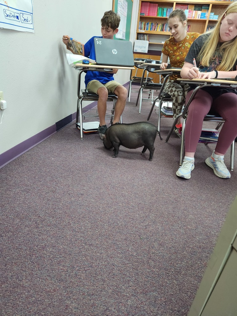 Visiting pig greets students in the classroom.