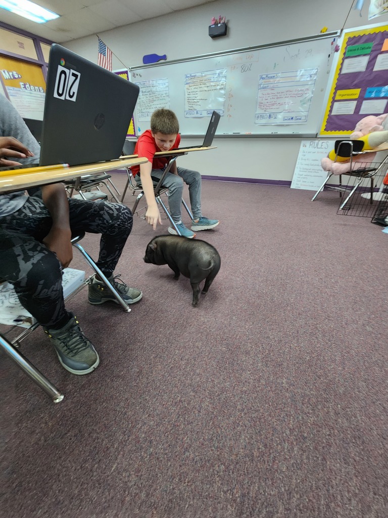 Visiting pig greets students in the classroom.