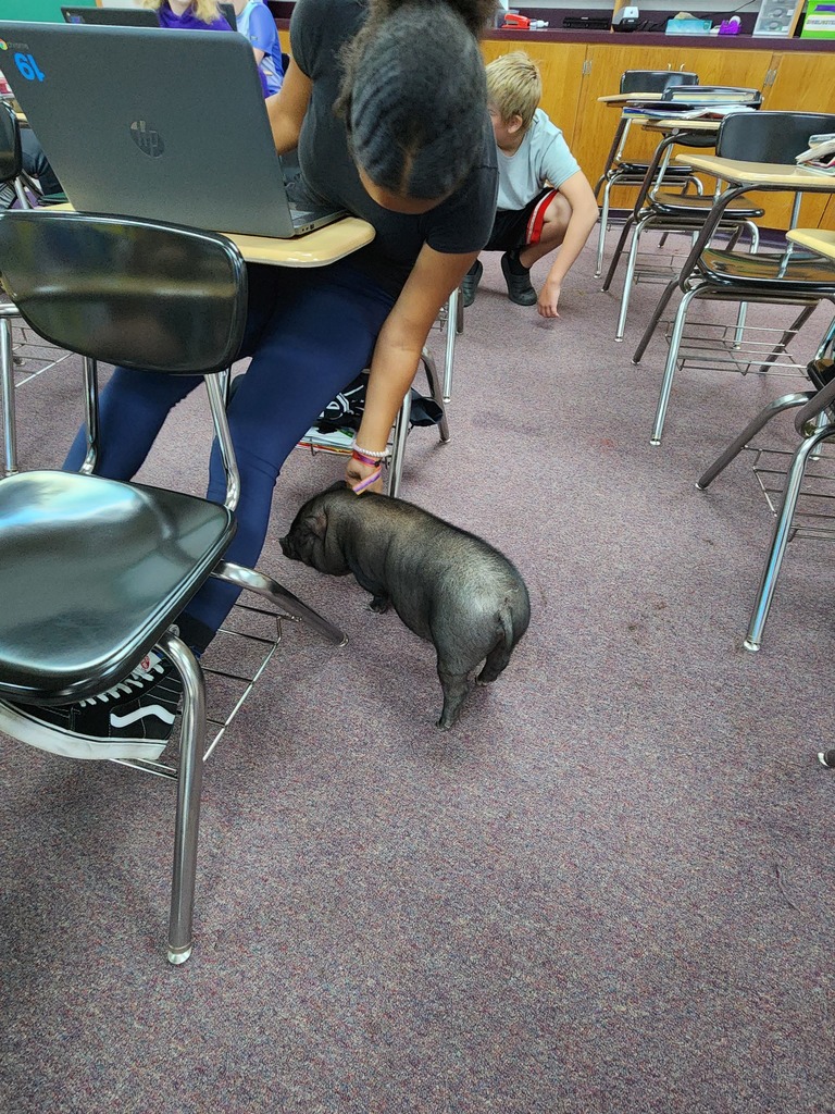 Visiting pig greets students in the classroom.