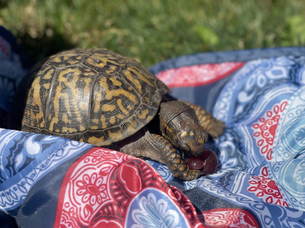 Turtle photo from Westerly