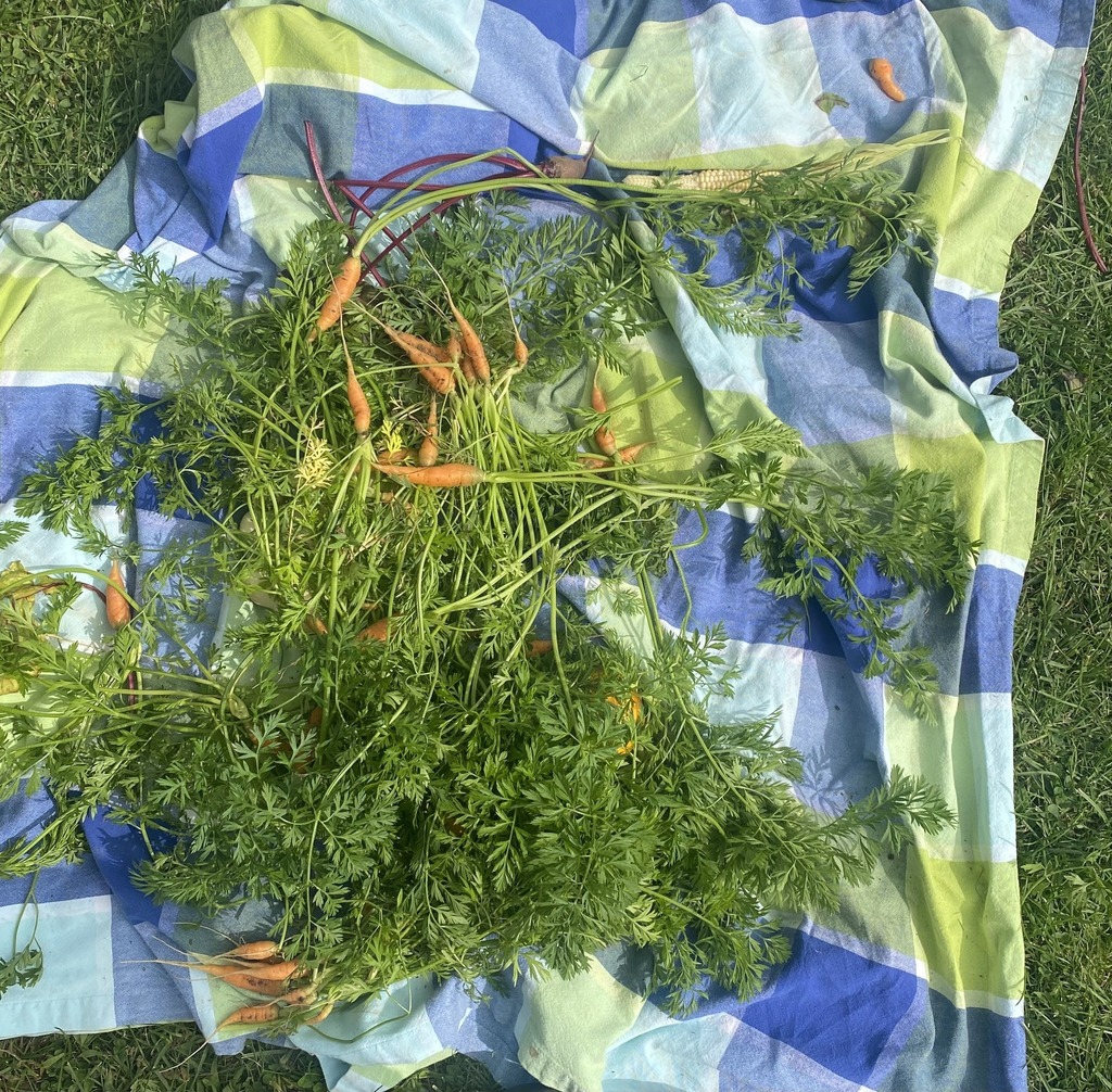carrots