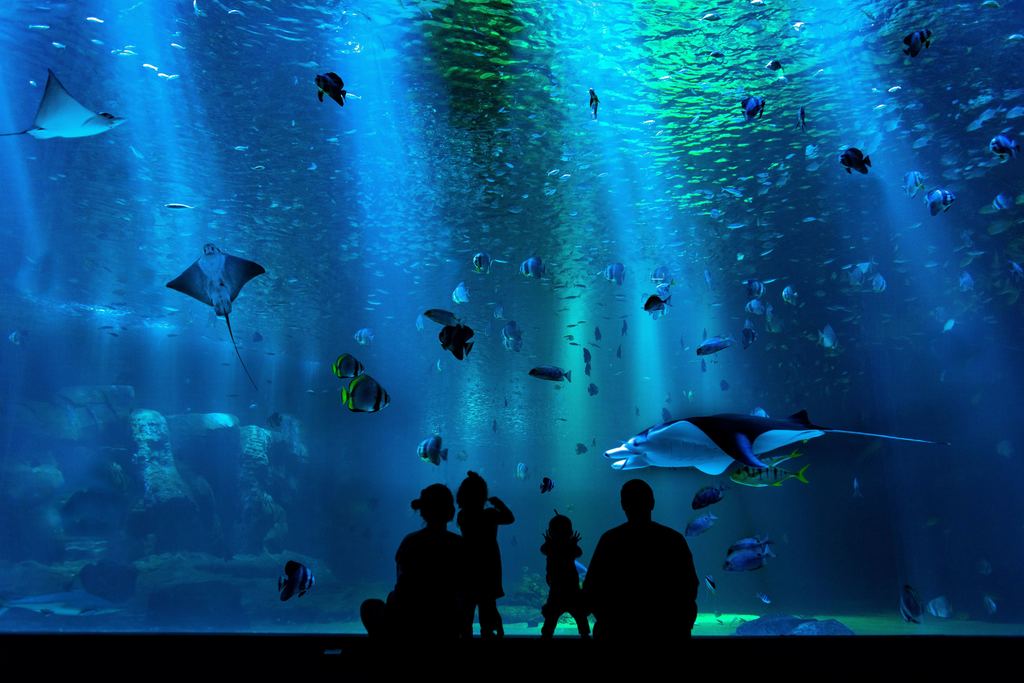 family standing in front of tank full of fish and man rays