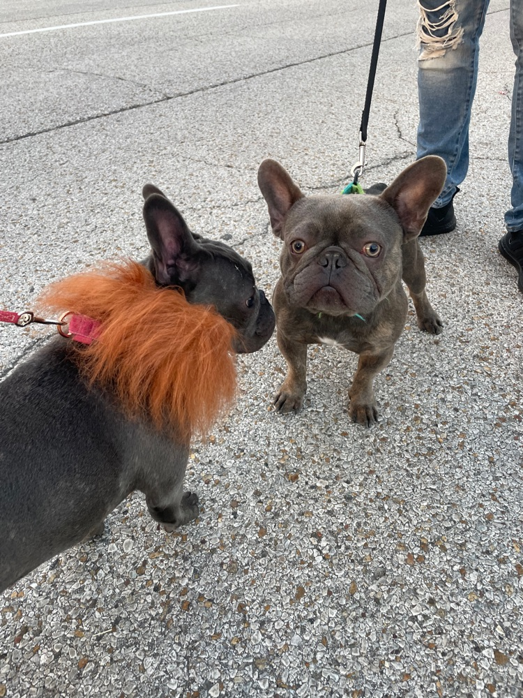 dogs