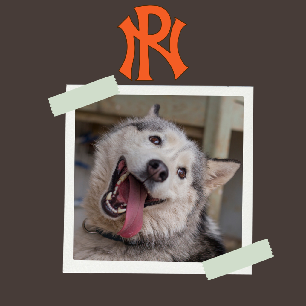 PN Logo with silly huskie face