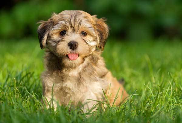 Paint a picture of your pet