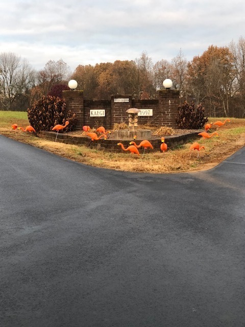 Thank you Sophomores, the flock arrived at the Kaegi House! 