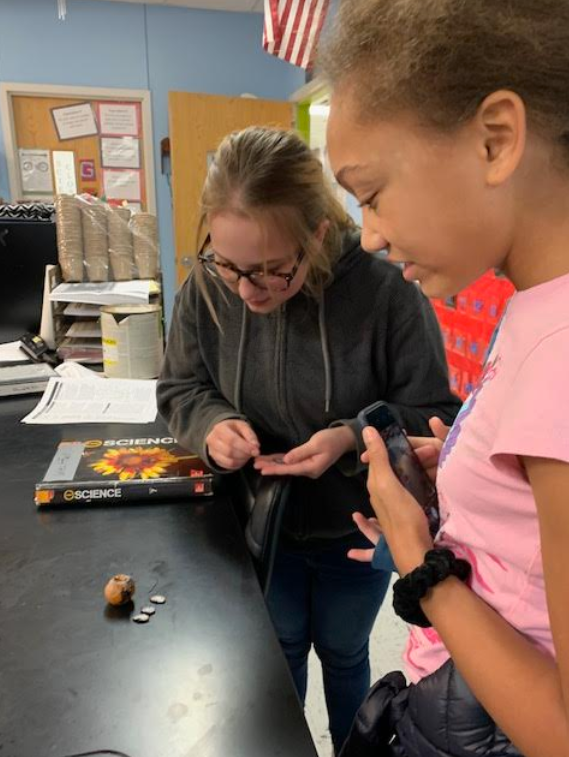Can a persimmon seed predict our winter weather?