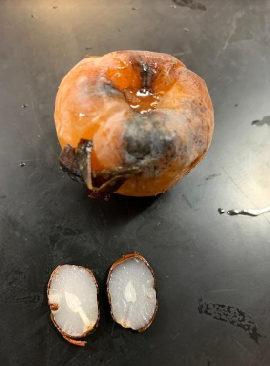Can a persimmon seed predict our winter weather?