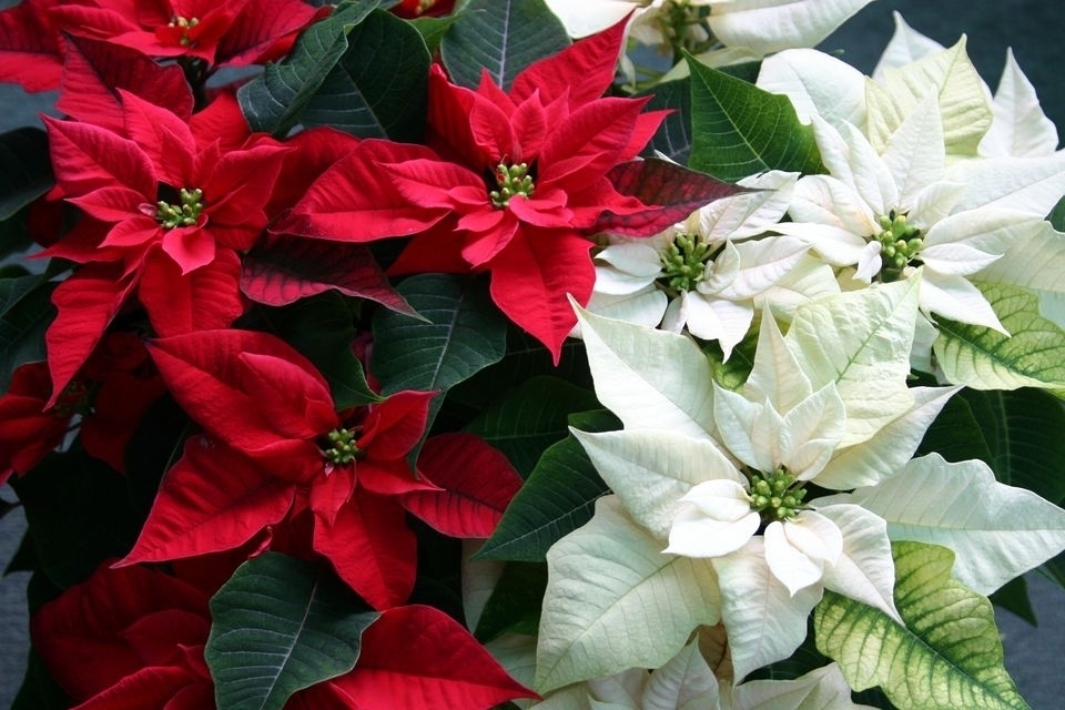 4 varieties available