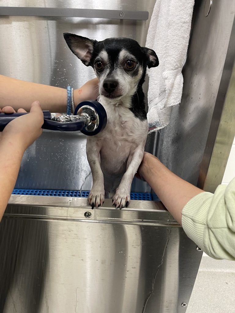 Spa Day at Vet