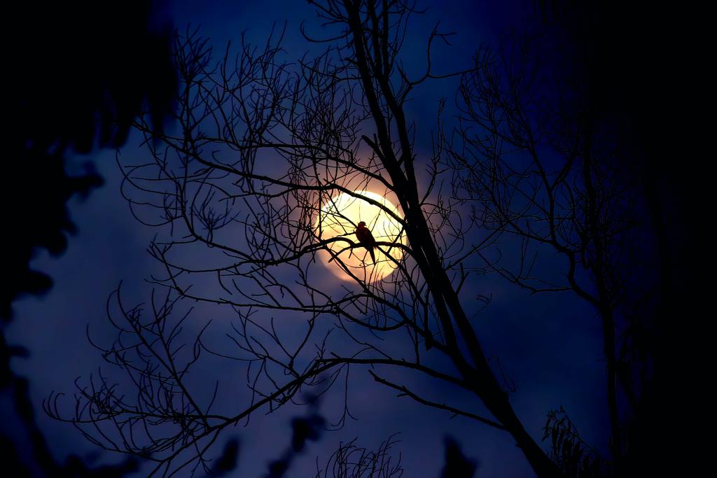 Full Moon