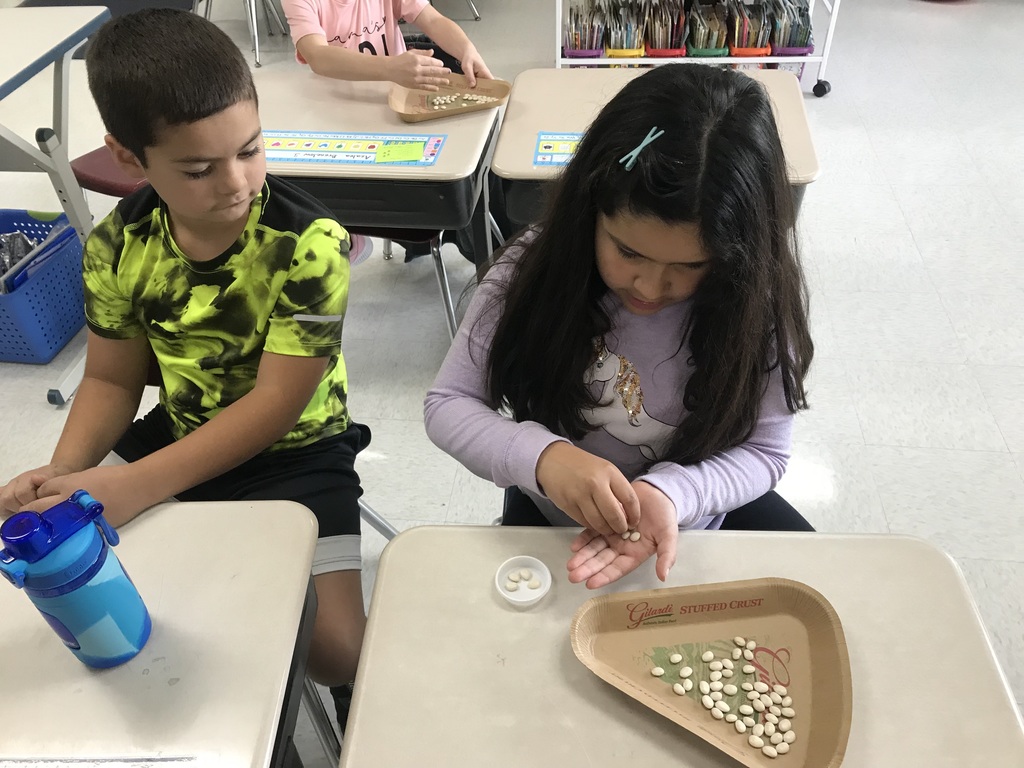 Two grade two students sorting beans on the school desk in front of them.