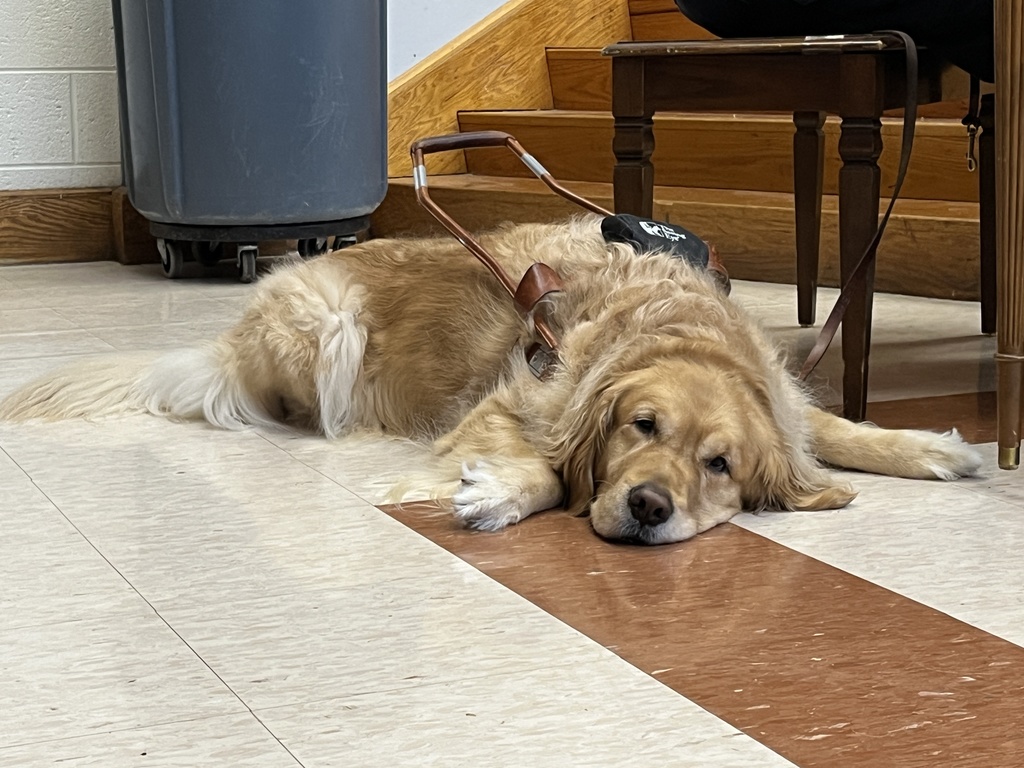 A seeing eye dog rests.