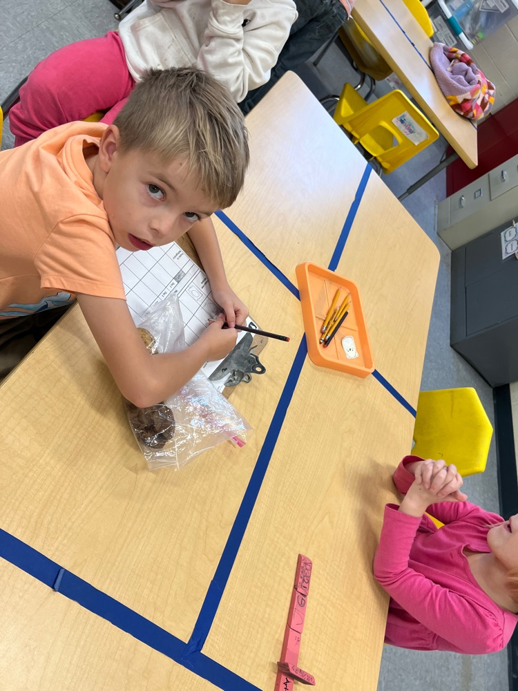 1st grade students using observations and data collection to explore changes in potatoes based on their growing environments.