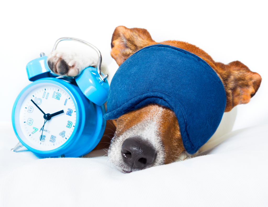 a photo of a sleeping dog with a mask and an alarm clock