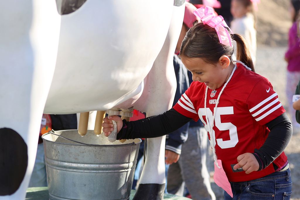 Little girl in red football jersey milking cow