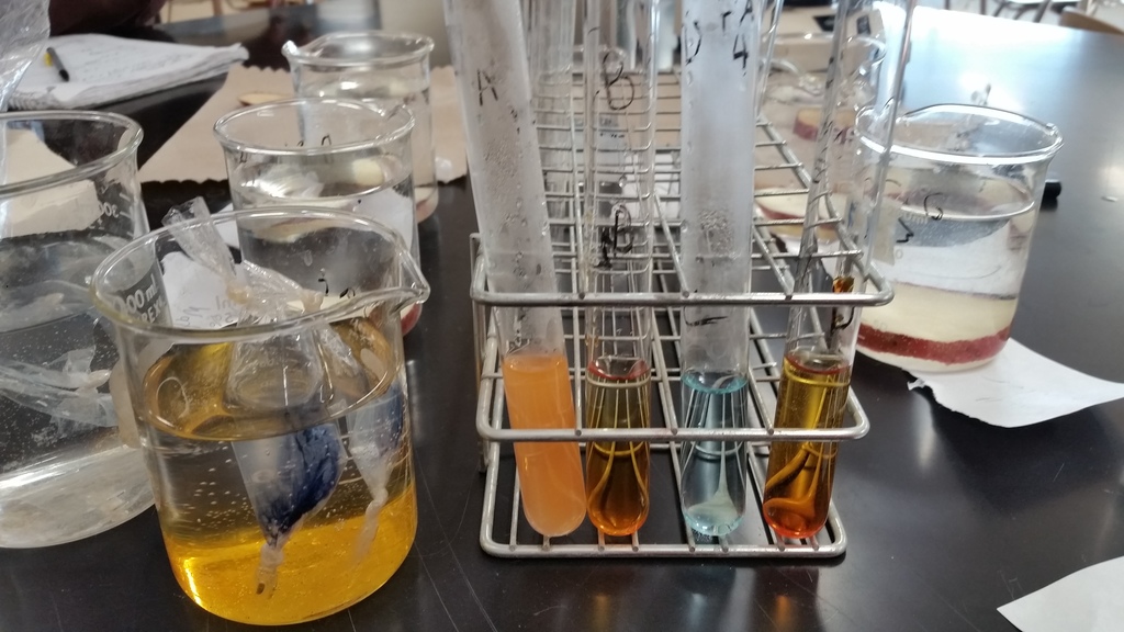 Beaker with Model Cells (Starch & Glucose Solution) & Test Tubes with Beaker Water & Benedict's/Iodine Tests
