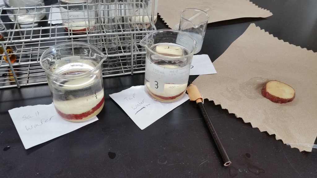 Potato Slices in Salt Water, Tap Water, & on the Table (Control)