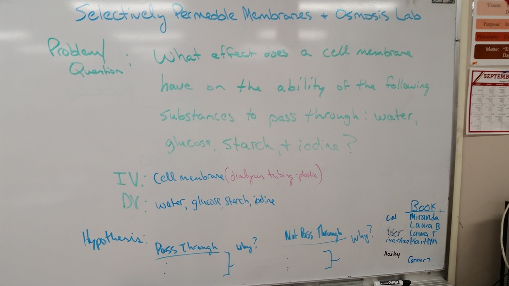 Lab Question to Investigate & Hypothesis Set Up - Which substances will pass through the membrane: water, glucose, starch, or iodine?