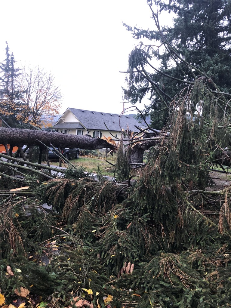 Windstorm damage at Central and Mary Purcell.