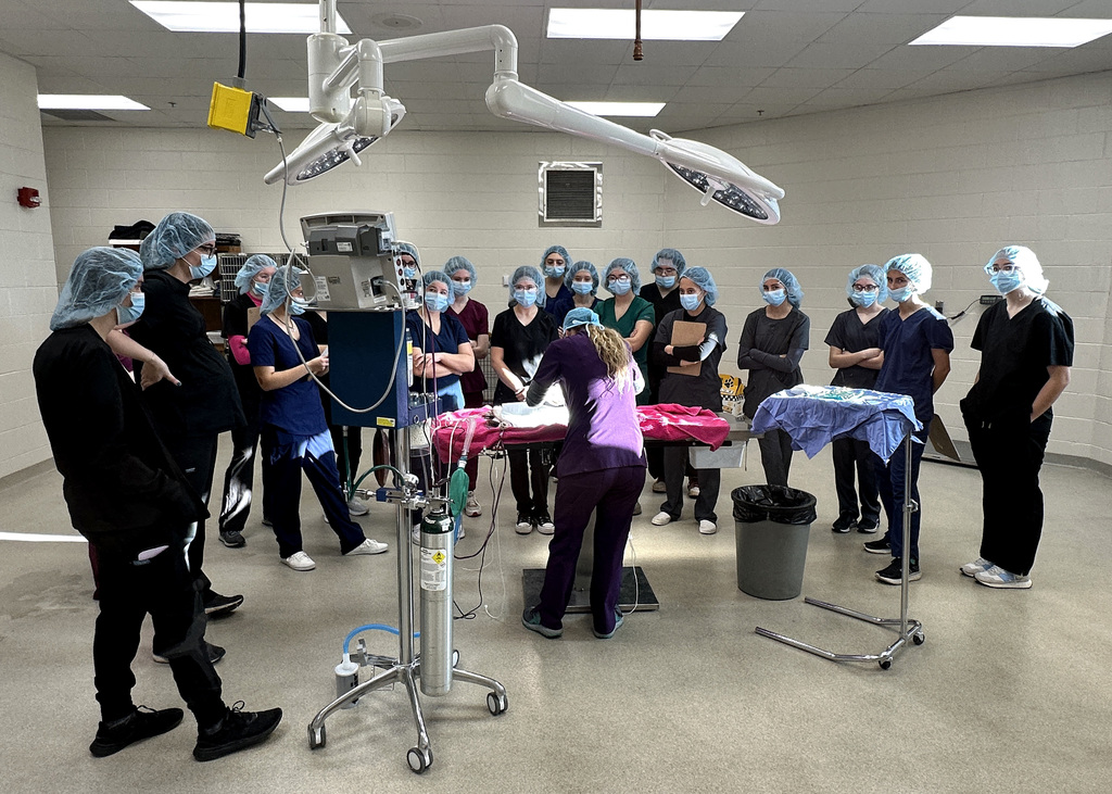 vet surgery