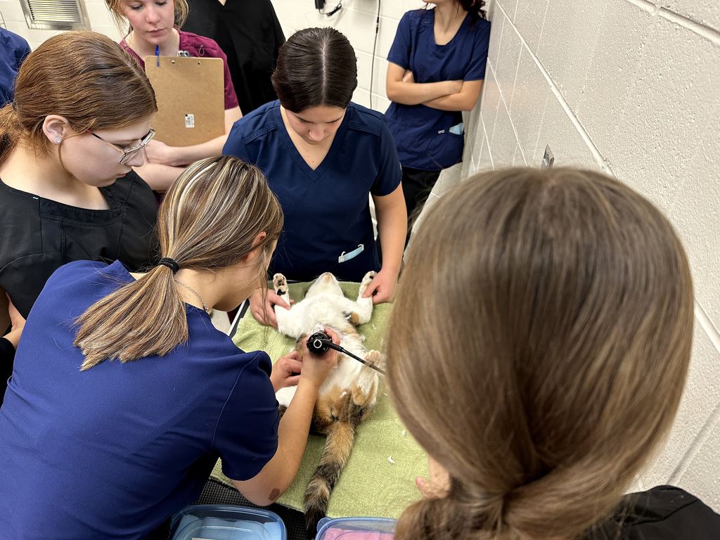 vet surgery