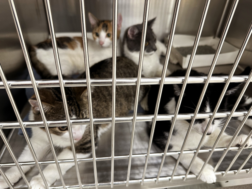 vet surgery