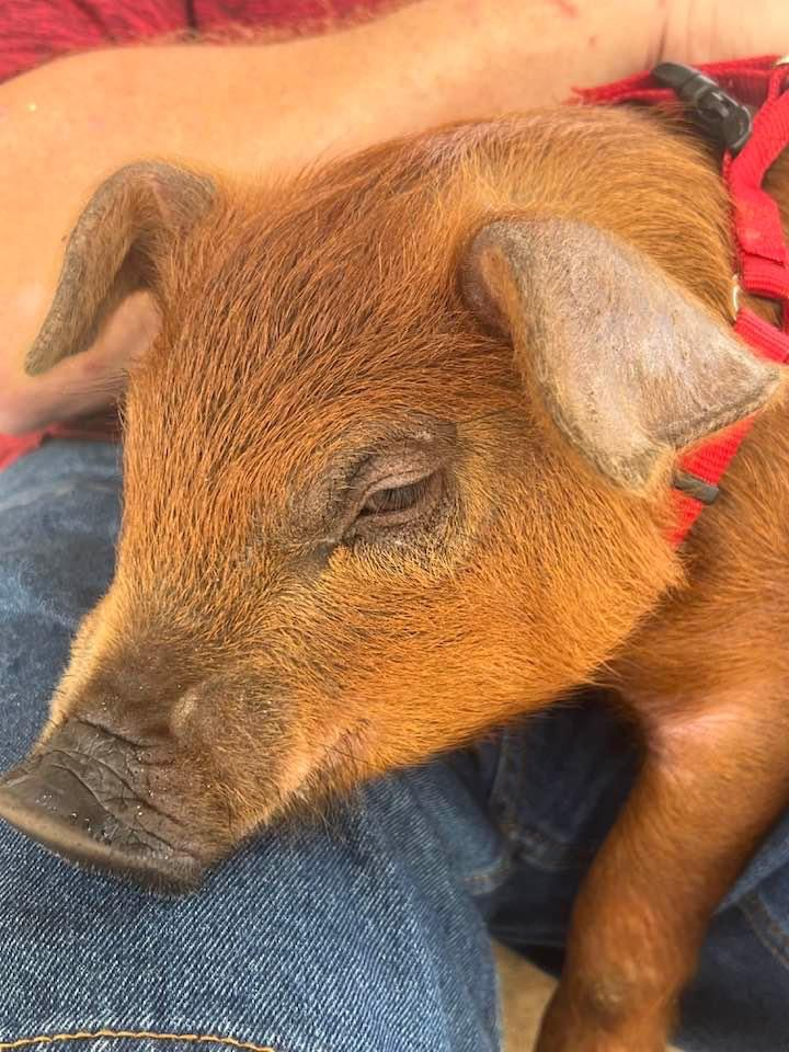 Pig Kissing Day!