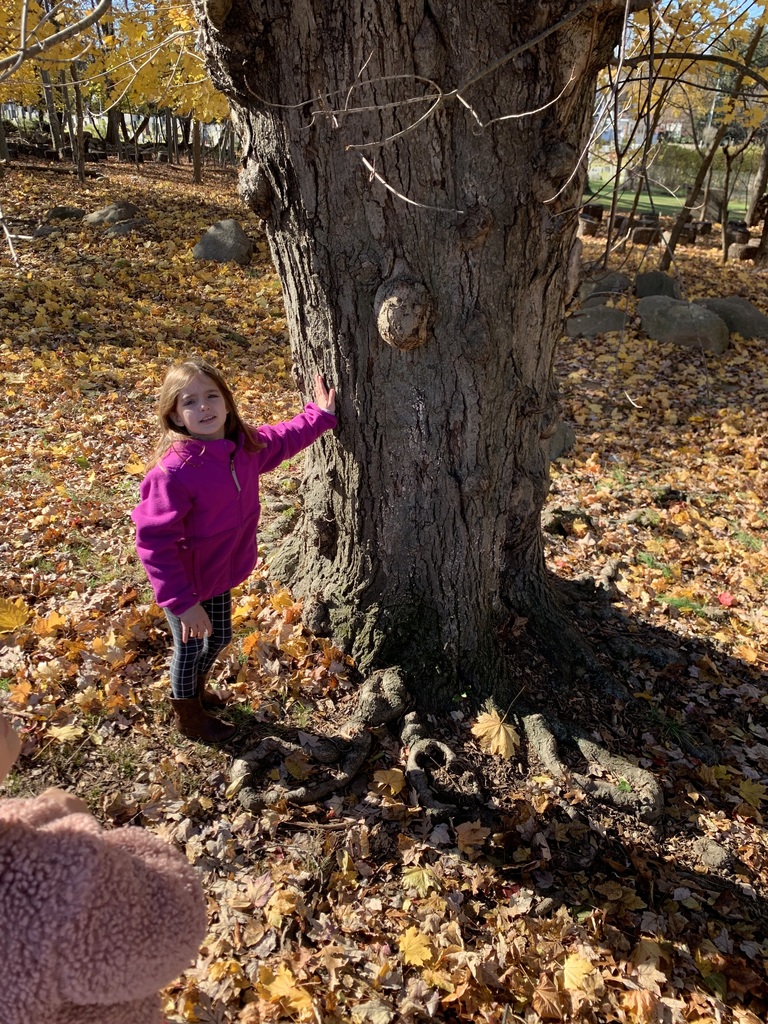 children observing tree