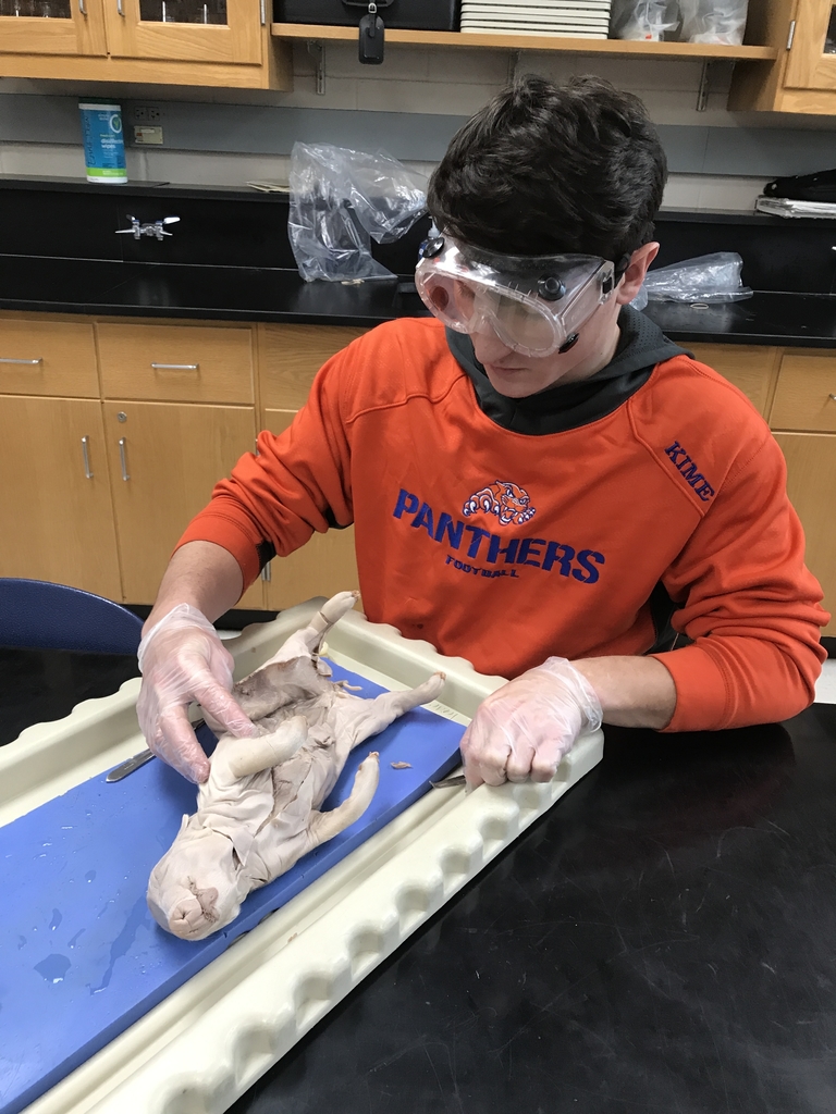 Anatomy & Physiology student beginning a dissection.