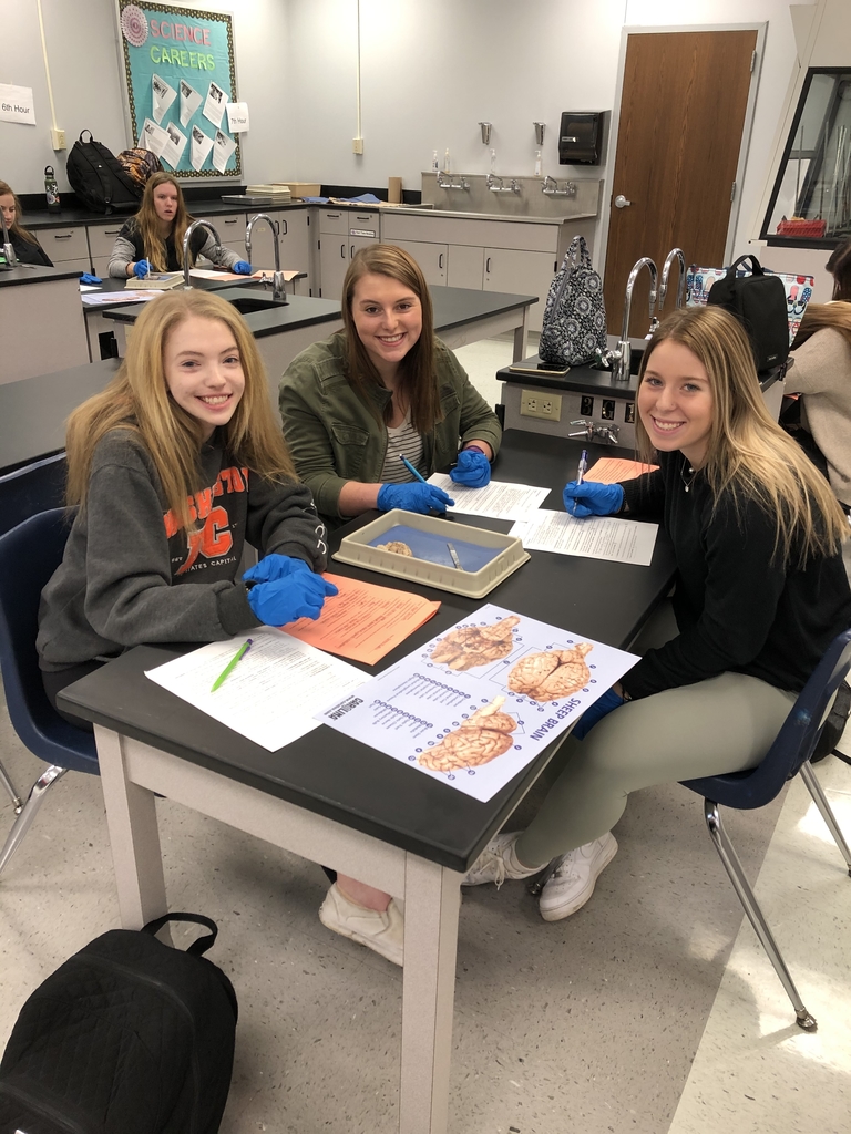 Brain dissections