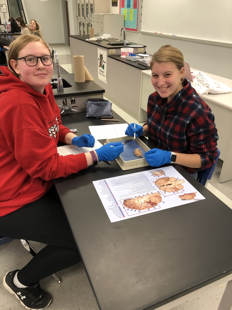 Brain dissections