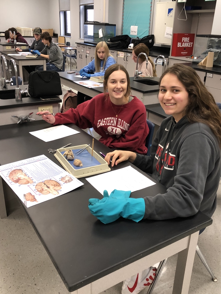 Brain dissections